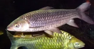 Aracu da Baixada Maranhense (O Verdadeiro Sabor dos Nossos Lagos e Açudes)